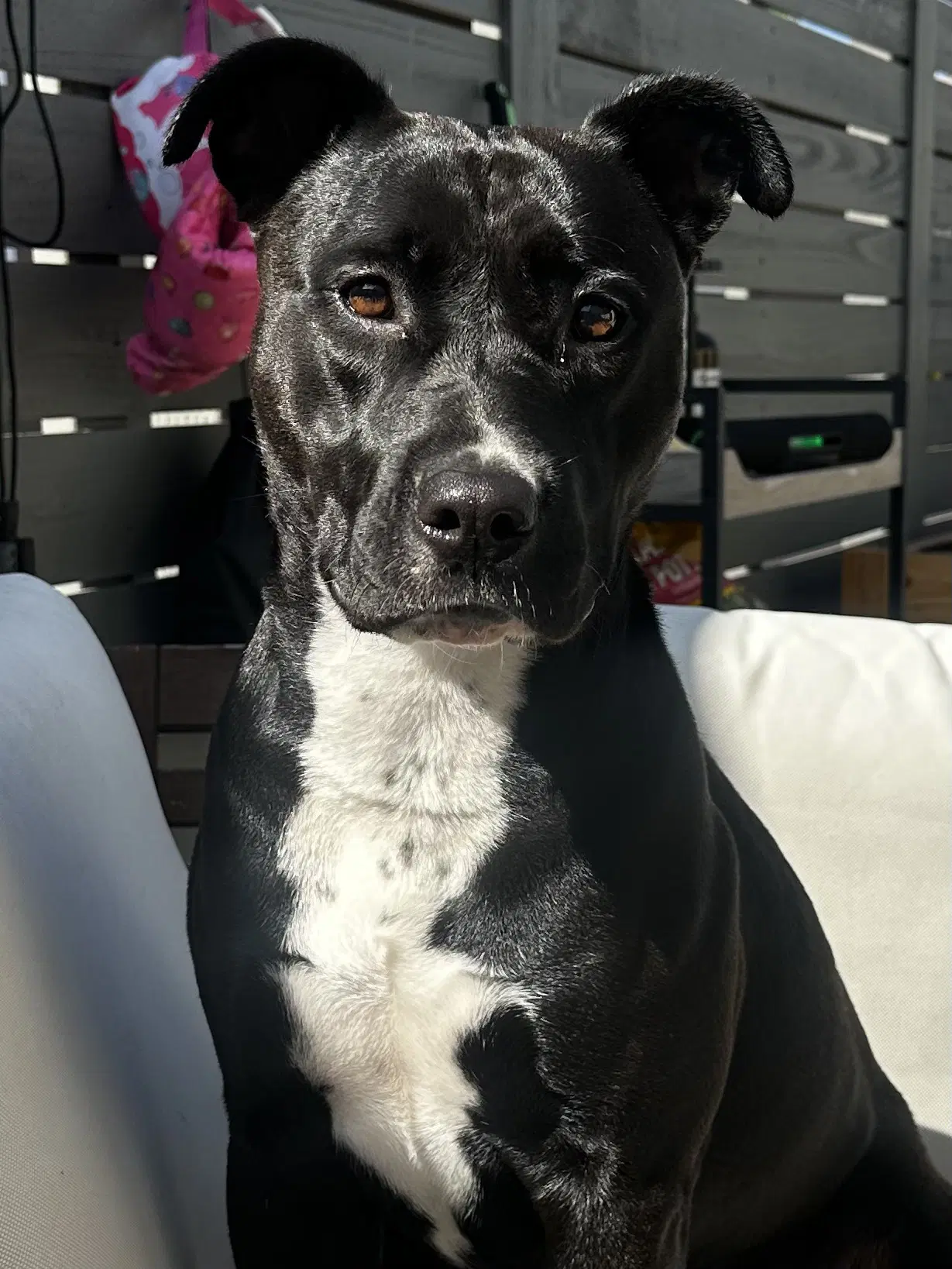 Sadie - American Staffordshire Terrier