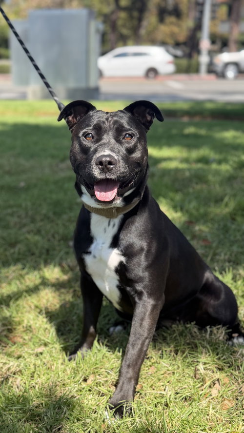 Sadie, a dog for adoption from GreenDog Foundation