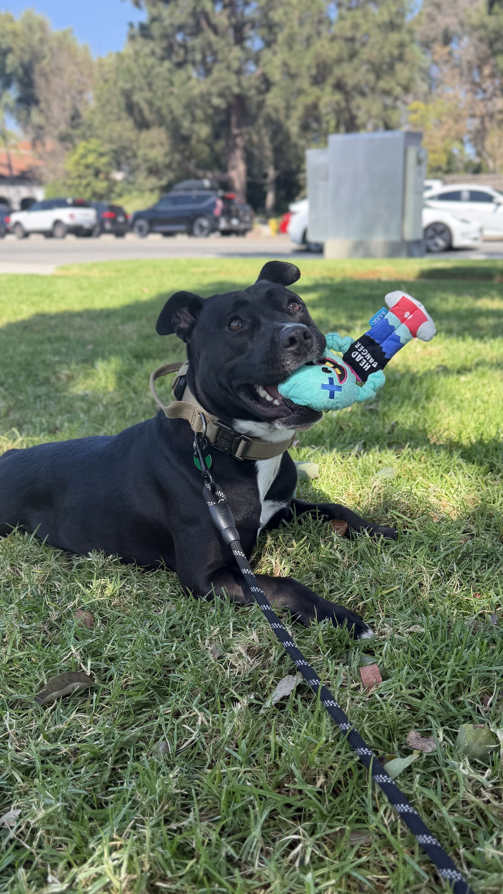 Sadie, American Staffordshire Terrier