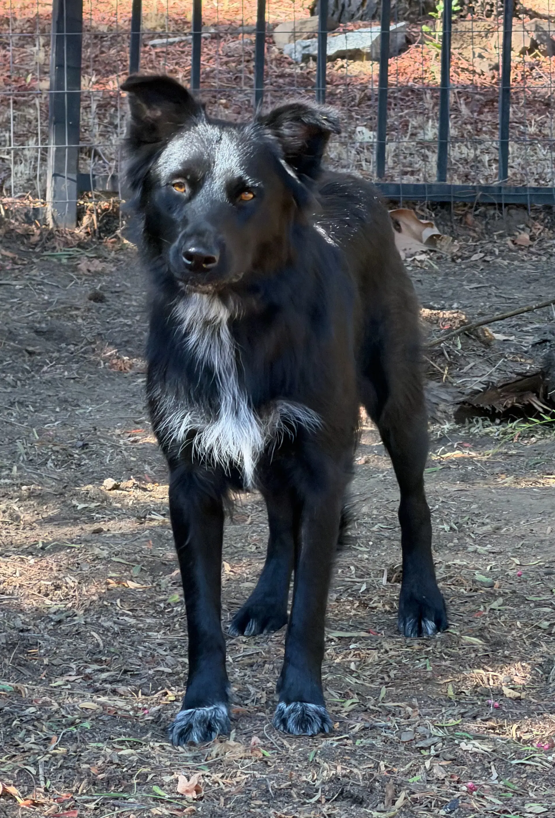 Mindi - Collie