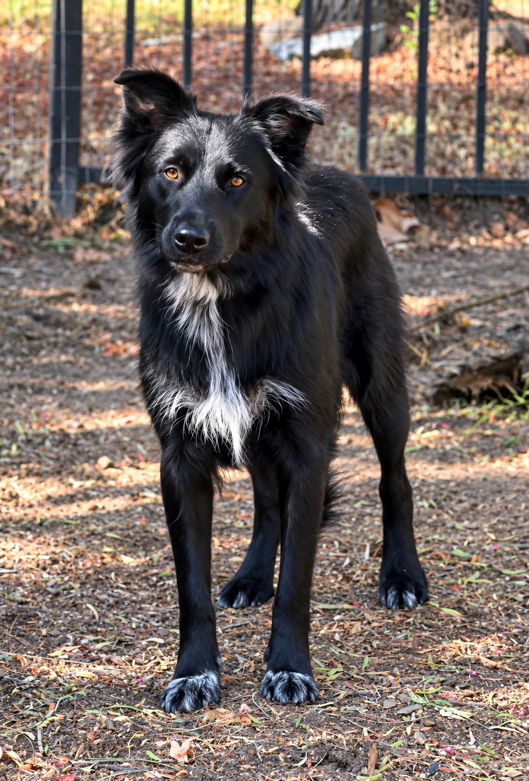 Mindi