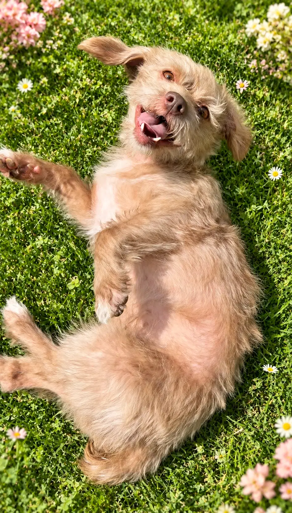 Marley image 4