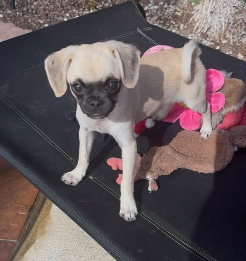 Photo 2 of Biscuit