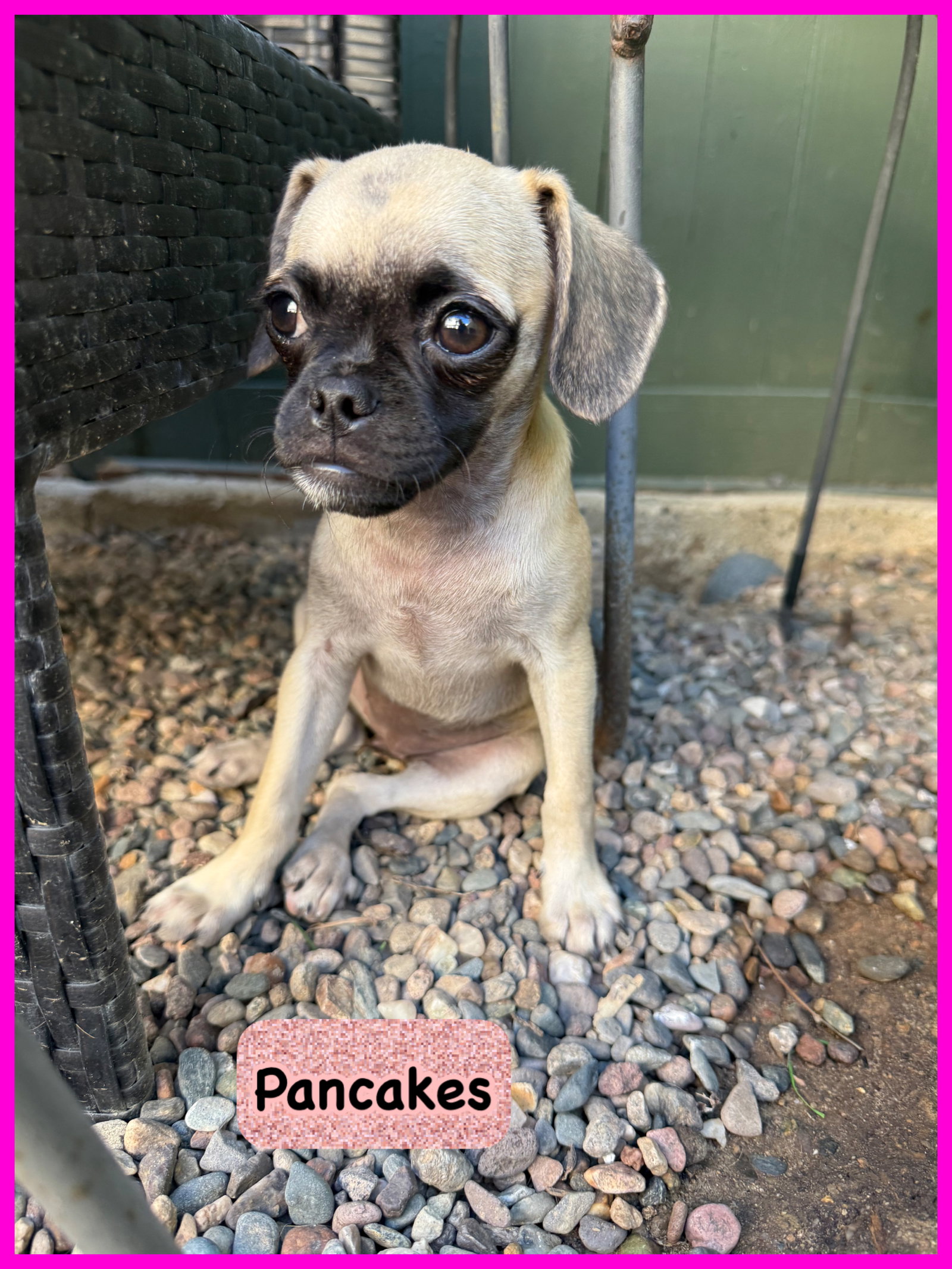 Pancakes, Pug