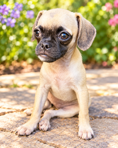 Pancakes, a dog for adoption from GreenDog Foundation
