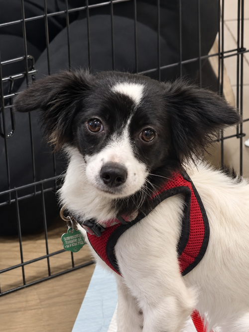 Princess, Dachshund / Chihuahua / Mixed (long coat)