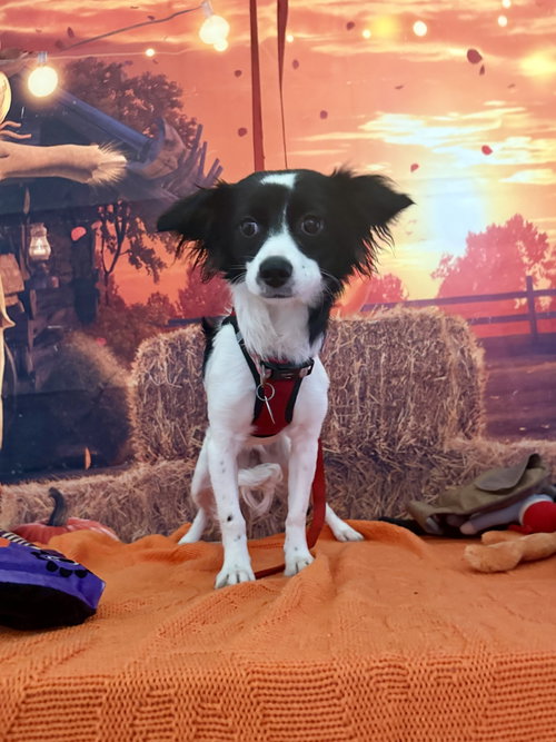 Photo 3 of Princess