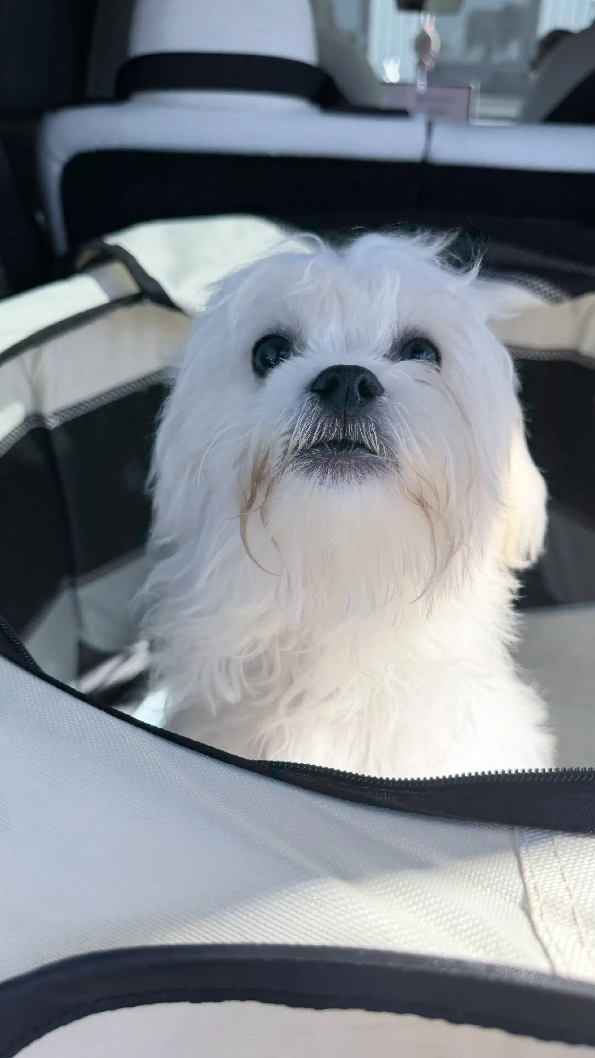 Winston image 1