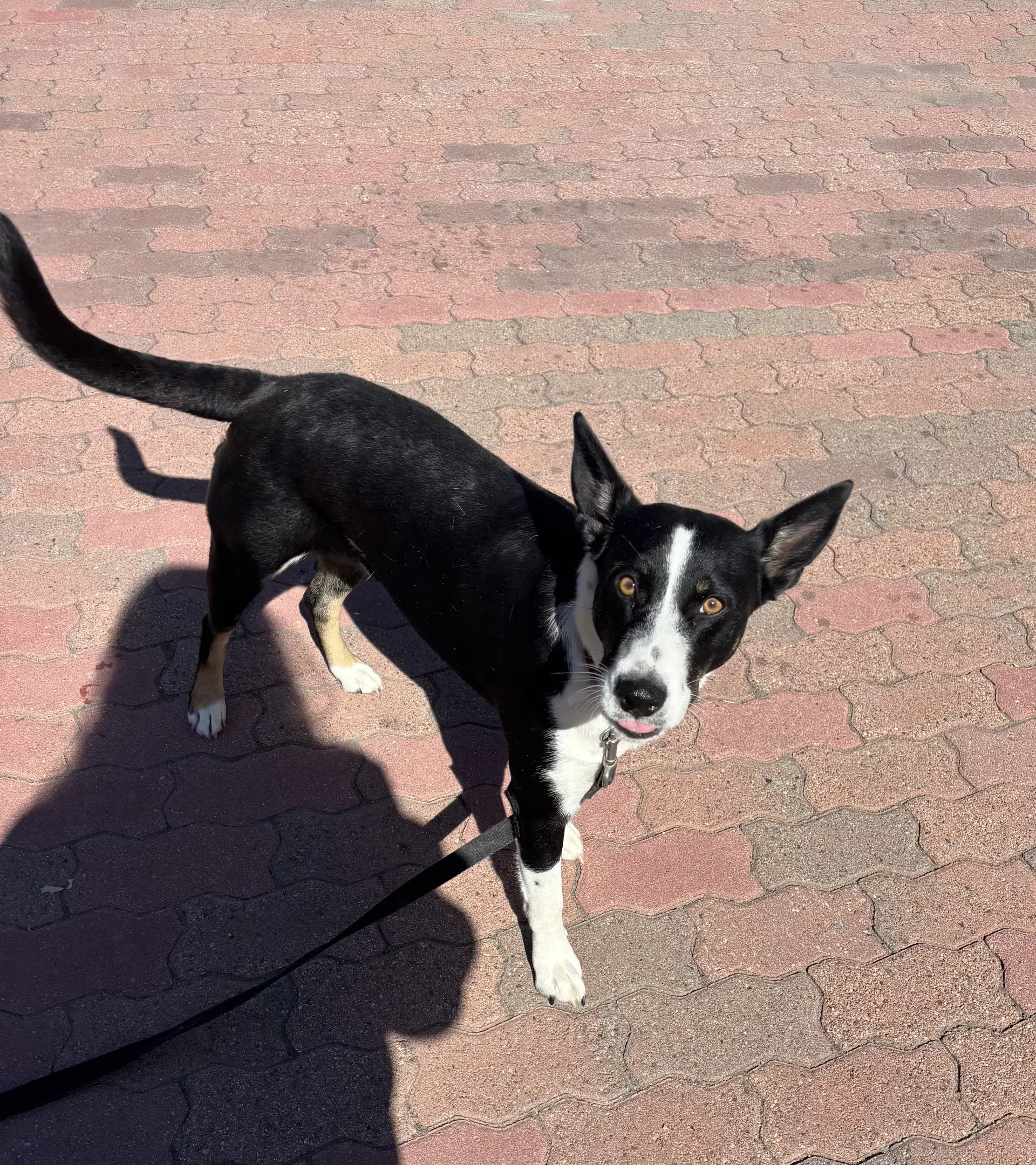 Molly image 3
