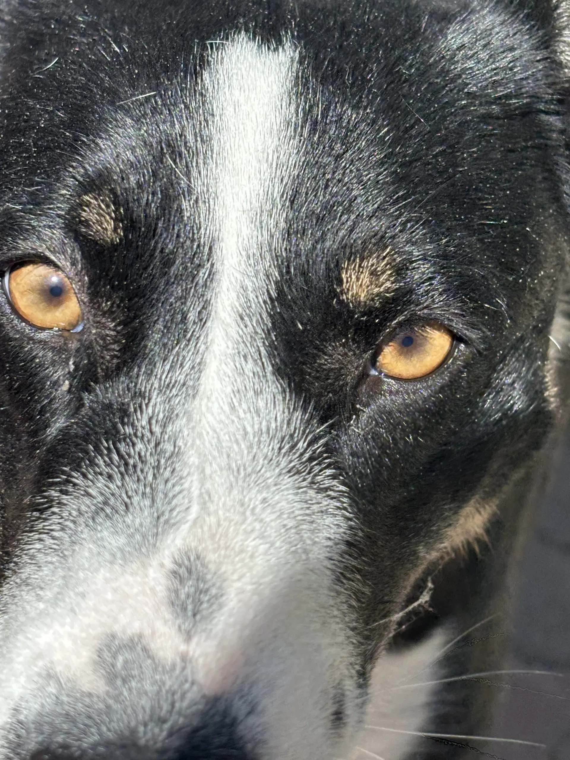 Molly image 4