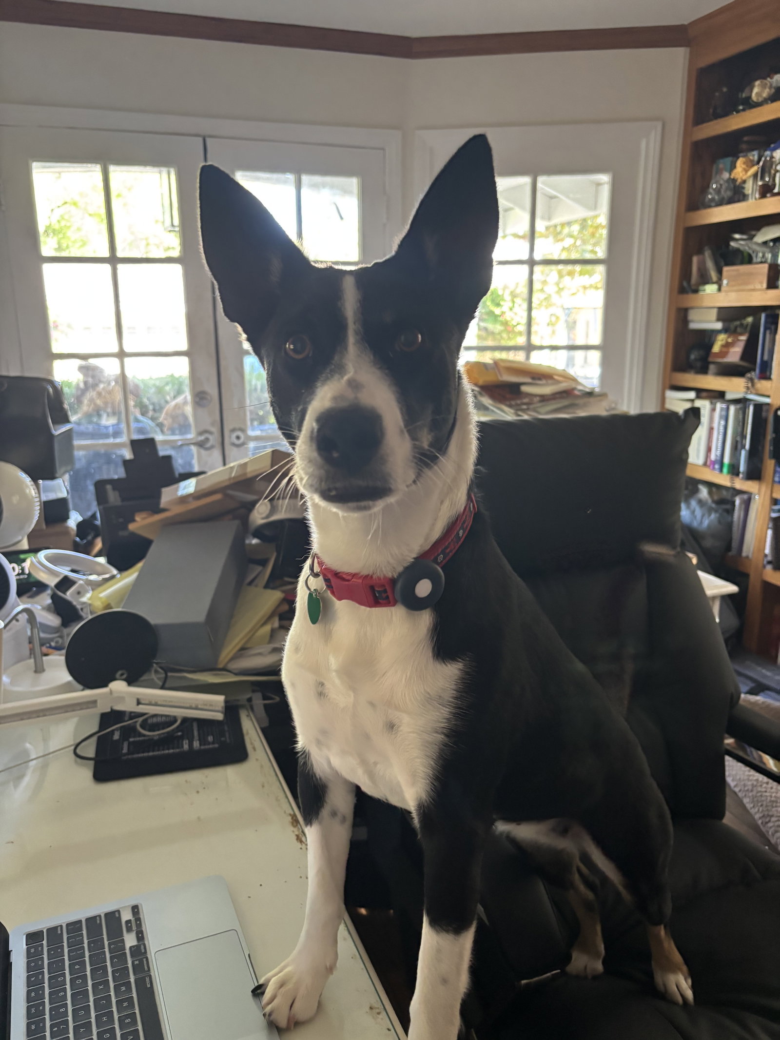 Molly, photo 5