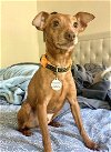 adoptable Dog in  named Tag