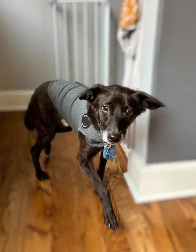 Lio - Spaniel