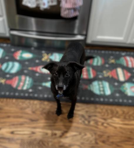 LIO - Spaniel / Dachshund available for adoption