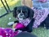 adoptable Dog in oakley, CA named Rosalie