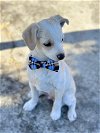 adoptable Dog in oakley, CA named Jason Kelce