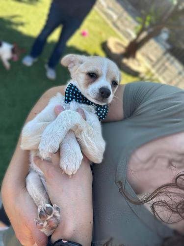 adoptable Dog in Oakley, CA named Travis Kelce