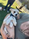 adoptable Dog in  named Travis Kelce