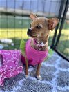 adoptable Dog in oakley, CA named Nova