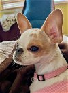 adoptable Dog in oakley, CA named Faye