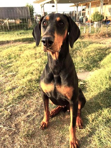 adoptable Dog in Oakley, CA named Hannibal