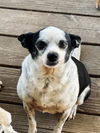 adoptable Dog in Oakley, CA named Parker