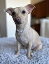 adoptable Dog in Oakley, CA named Ainsley