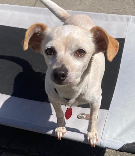 picture of the dog needing adoption