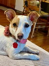 adoptable Dog in Oakley, CA named Skip to my Lou