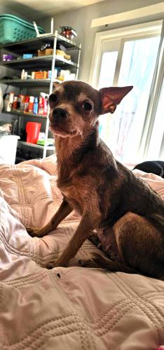 PIPER PIXIE - Chihuahua available for adoption