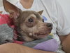 Piper Pixie - Photo 2
