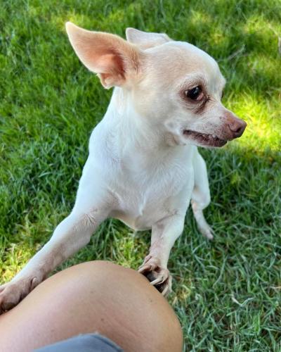 adoptable Dog in Oakley, CA named Pinky Paloma