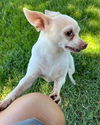 adoptable Dog in Oakley, CA named Pinky Paloma