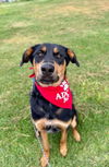 adoptable Dog in Oakley, CA named Ellie Dakota