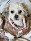 adoptable Dog in  named Nellie