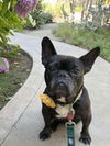adoptable Dog in  named Ms ButterCup