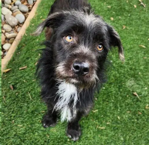 Button - Schnauzer