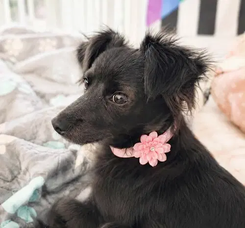 Wilma Flintstone - Terrier