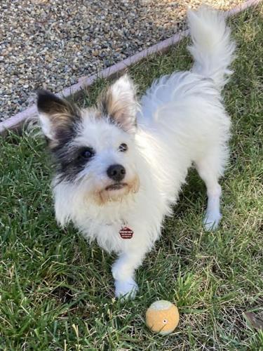 Petey photo 2
