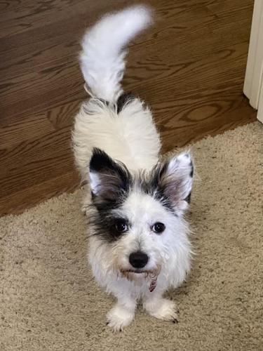 Petey photo 3