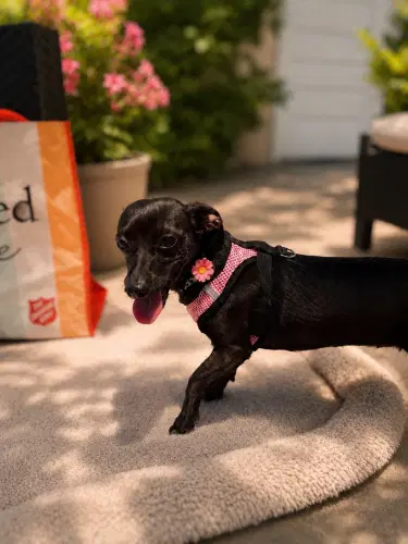 Cookie Clover - Dachshund