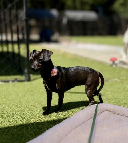 Cookie Clover photo 2