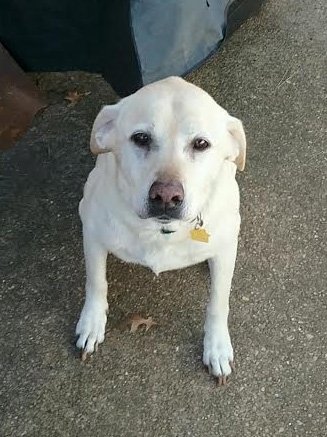 Large image of Tilly The Lab