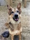 adoptable Dog in matawan, NJ named Louisa