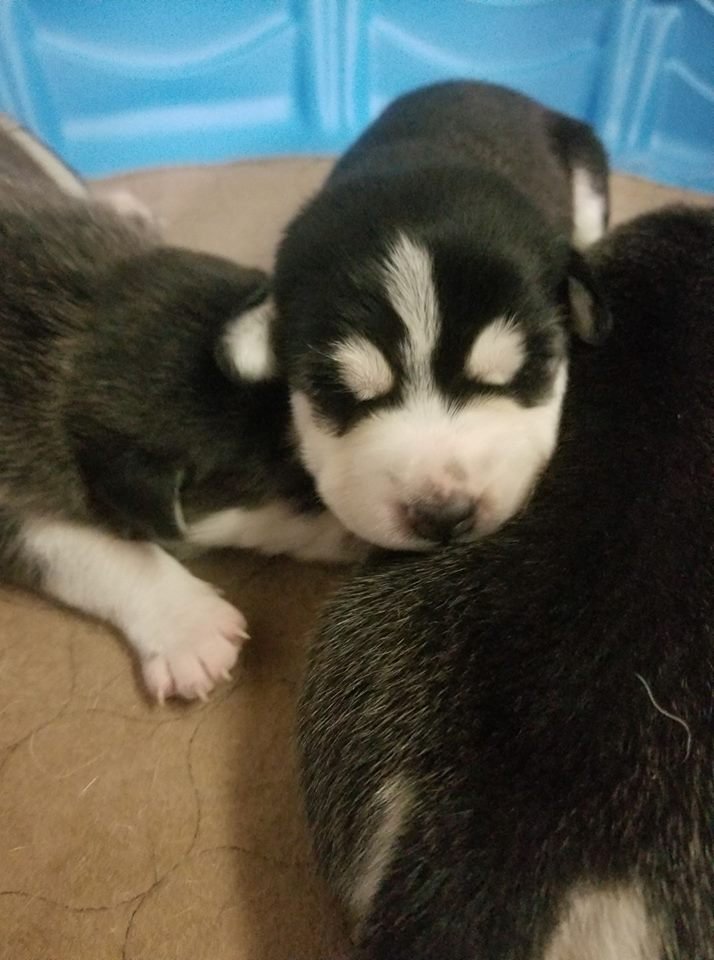 Image of The Husky Puppies