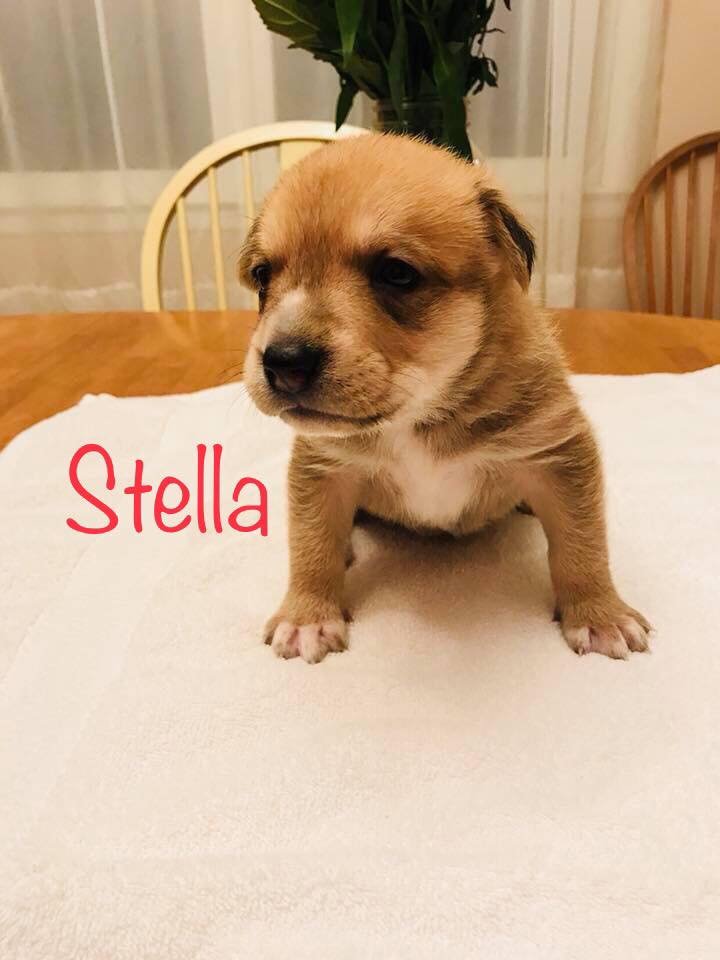 Image of Stella