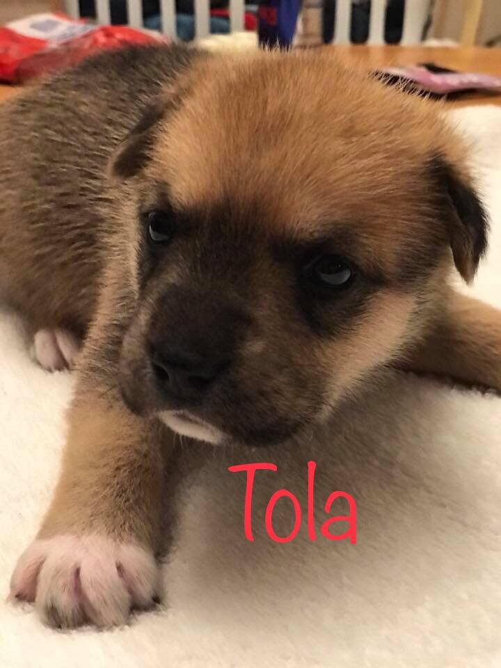 Image of Tola