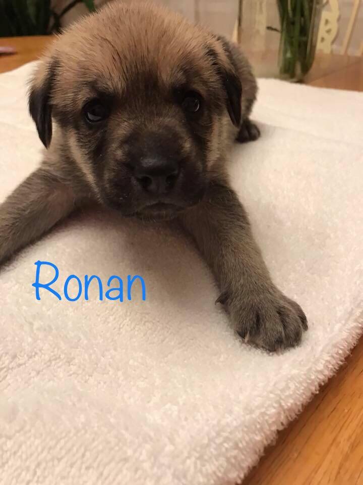 Image of Ronan