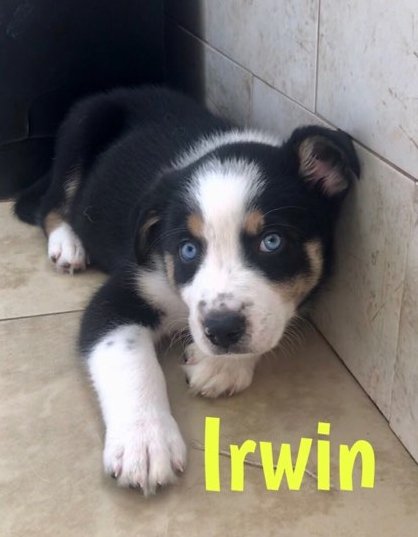 Large image of Irwin