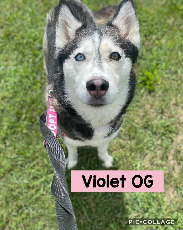 Image of Violet OG